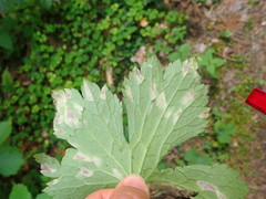Entyloma