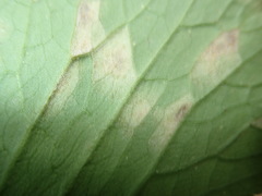Entyloma