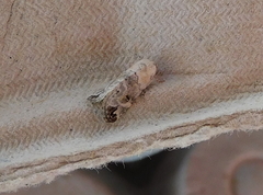 Coccidiphaga scitula