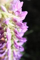 Lupinus montanus nelsonii