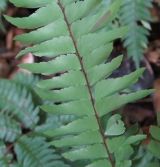 Adiantum tetraphyllum