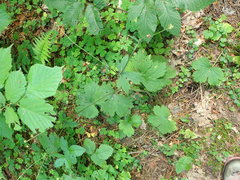 Entyloma