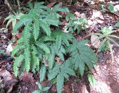 Adiantum tetraphyllum