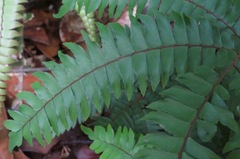 Adiantum tetraphyllum