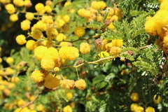 Vachellia karroo
