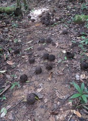 Bertholletia excelsa