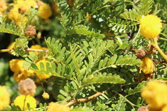Vachellia karroo