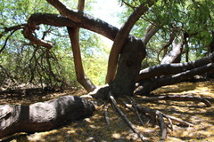 Vachellia karroo