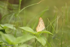Anartia jatrophae
