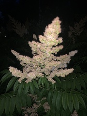 Sorbaria sorbifolia