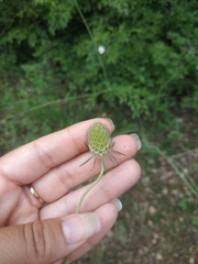 Scabiosa praemontana