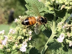 Apis mellifera
