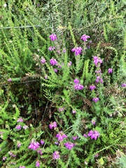 Erica cinerea