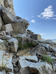 Piptatheropsis micrantha