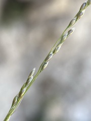 Piptatheropsis micrantha