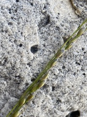 Piptatheropsis micrantha