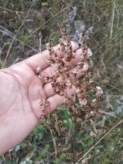 Rumex turcomanicus