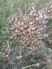 Rumex turcomanicus