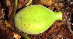 Duroia macrophylla