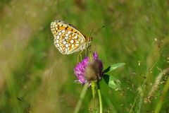 Argynnis niobe