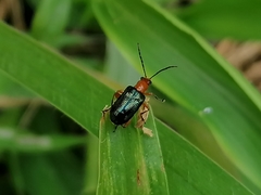 Hapsidolemoides