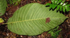 Duroia macrophylla