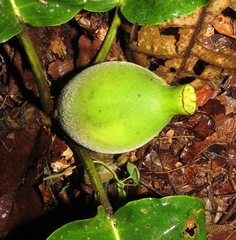Duroia macrophylla
