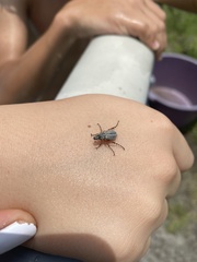 Macrodactylus mexicanus