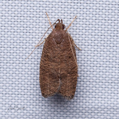 Psilocorsis quercicella