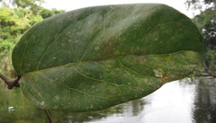 Gnetum leyboldii