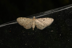 Eupithecia trisignaria