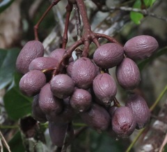 Gnetum leyboldii