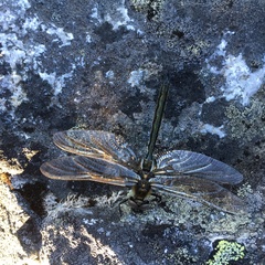 Somatochlora alpestris