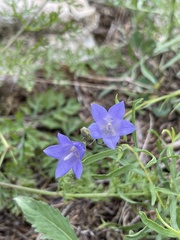 Campanula intercedens
