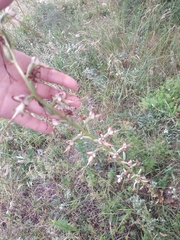 Himantoglossum caprinum