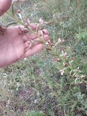 Himantoglossum caprinum