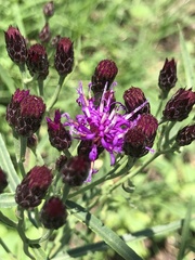 Vernonia marginata