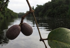 Gnetum leyboldii