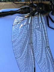 Somatochlora alpestris