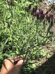 Vernonia marginata