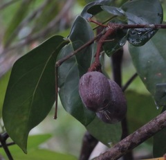 Gnetum leyboldii