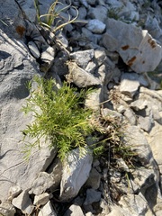 Musineon tenuifolium