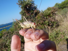 Ephippiger discoidalis