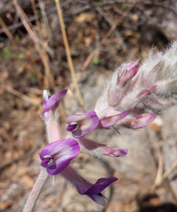 Astragalus mollissimus bigelovii