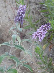 Buddleja davidii