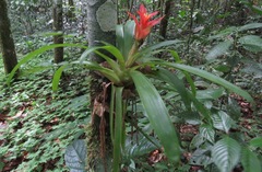 Guzmania lingulata