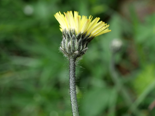 Pilosella hoppeana, photograph 6