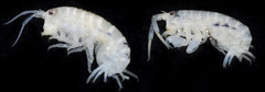 Megalorchestia pugettensis