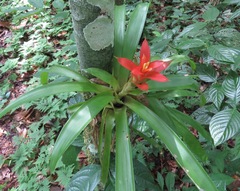 Guzmania lingulata
