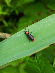 Silis ruficollis